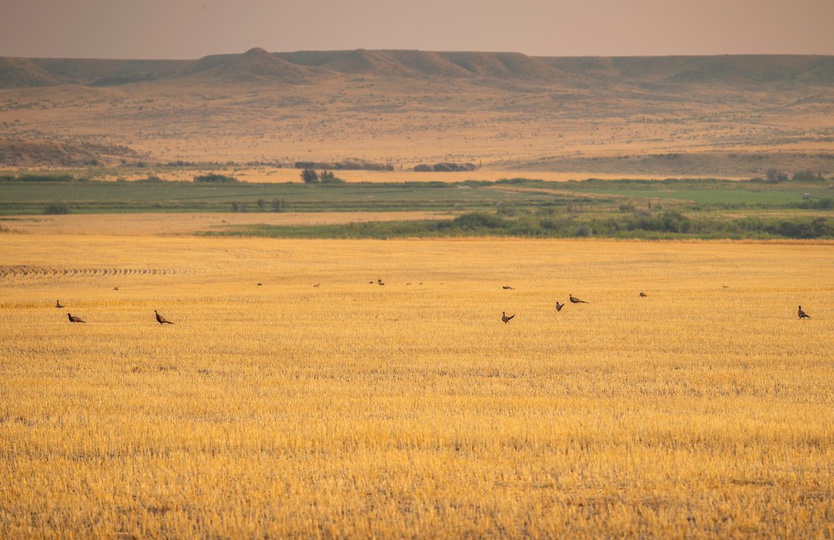 Field of dreams. Mention a buddy in the comments you'd like to hunt this country with come hunting season. 

#pheasantsforever #thehabitatorganization