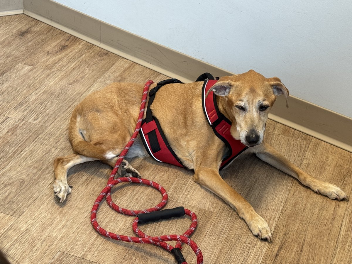 MikesToonTown's tweet image. Guys, my dog Otis is gone. We had to put him down due to cancer, anemia, and diabetes. He was the most important part of my life. I'll miss you, buddy. 😢