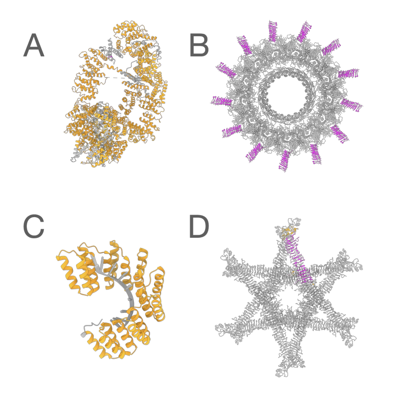 aipulserx's tweet image. How can deep learning revolutionize the identification of solenoid proteins in the vast landscape of structural biology?@imperialcollege @OUPAcademic
"SOLeNNoID: A Deep Learning Pipeline For Solenoid Residue Detection in Protein Structures"
• Solenoid proteins represent a…