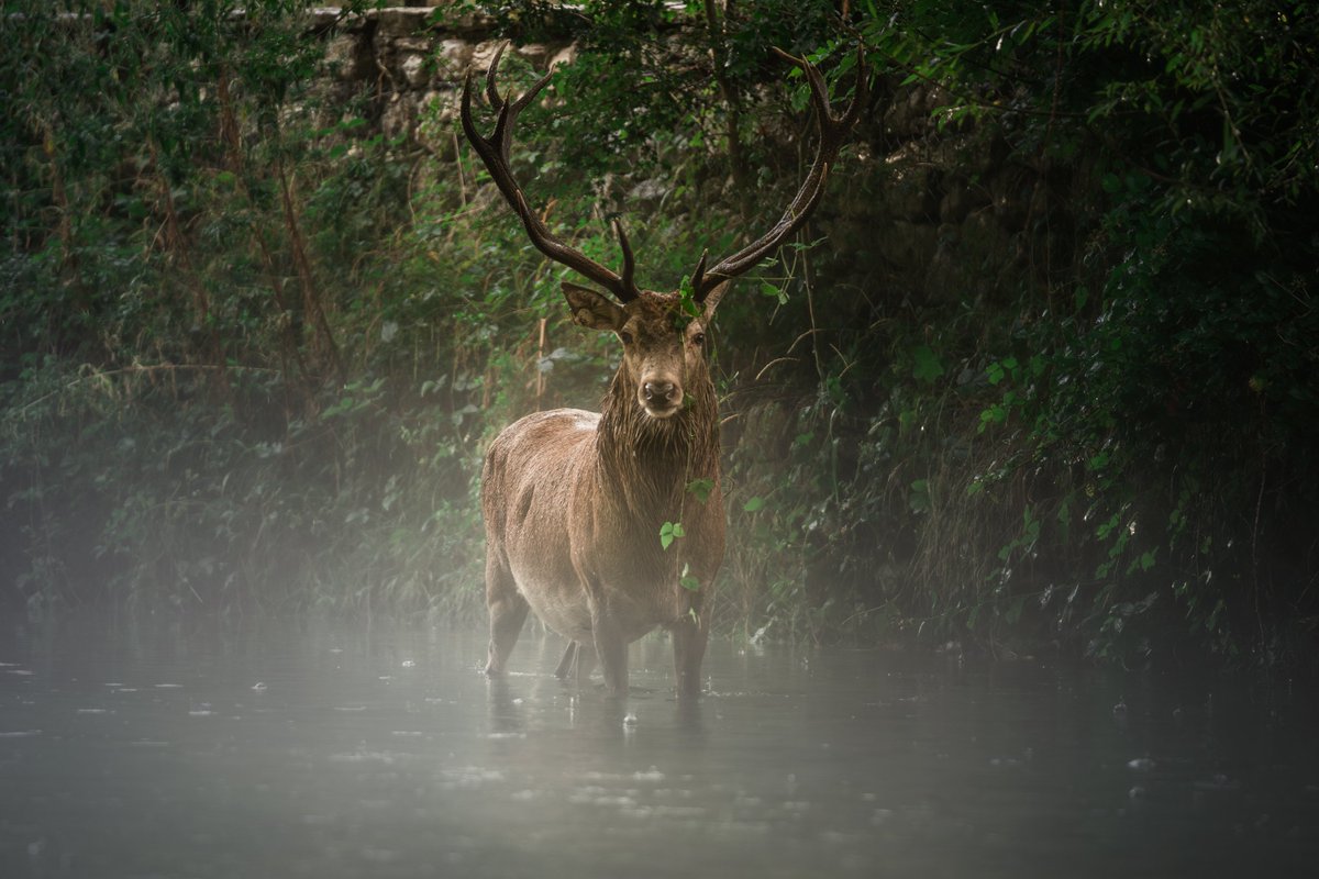 LandsknechtPike's tweet image. Seeing a stag in the wild will bring you good fortune.