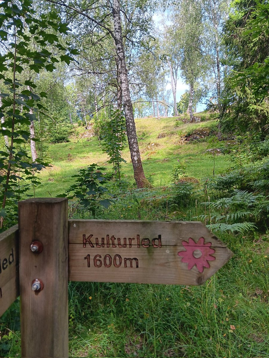 AnetteJonasson's tweet image. From today's walk🌿🌳💚
Beautiful old trees and paths😊
#trees
#naturePhotography
#hiking