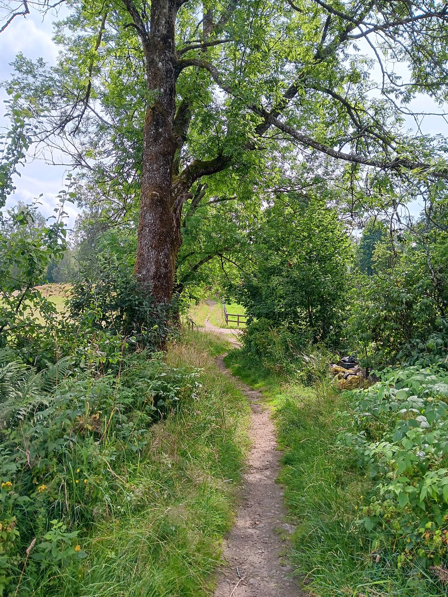 AnetteJonasson's tweet image. From today's walk🌿🌳💚
Beautiful old trees and paths😊
#trees
#naturePhotography
#hiking