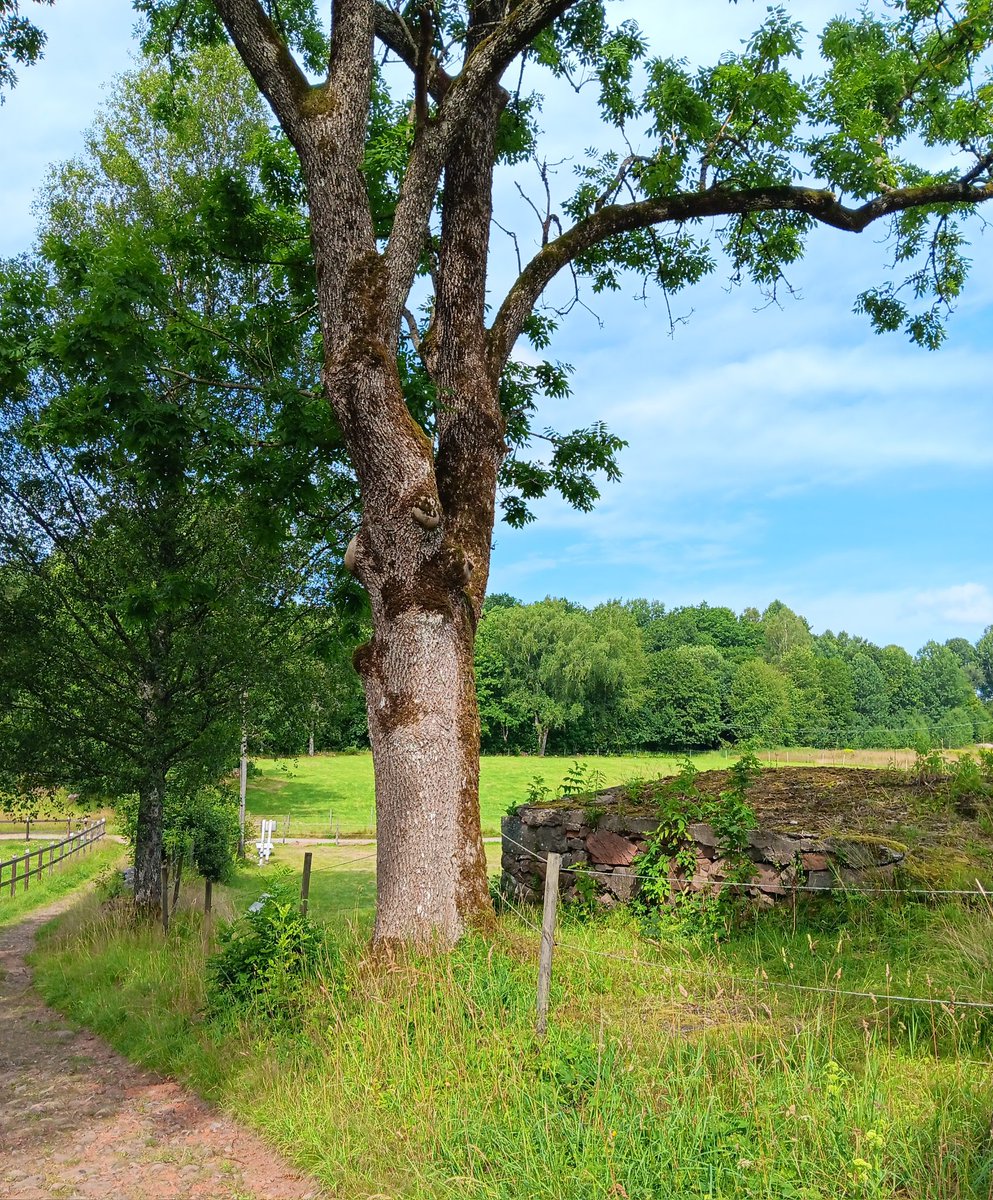 AnetteJonasson's tweet image. From today's walk🌿🌳💚
Beautiful old trees and paths😊
#trees
#naturePhotography
#hiking