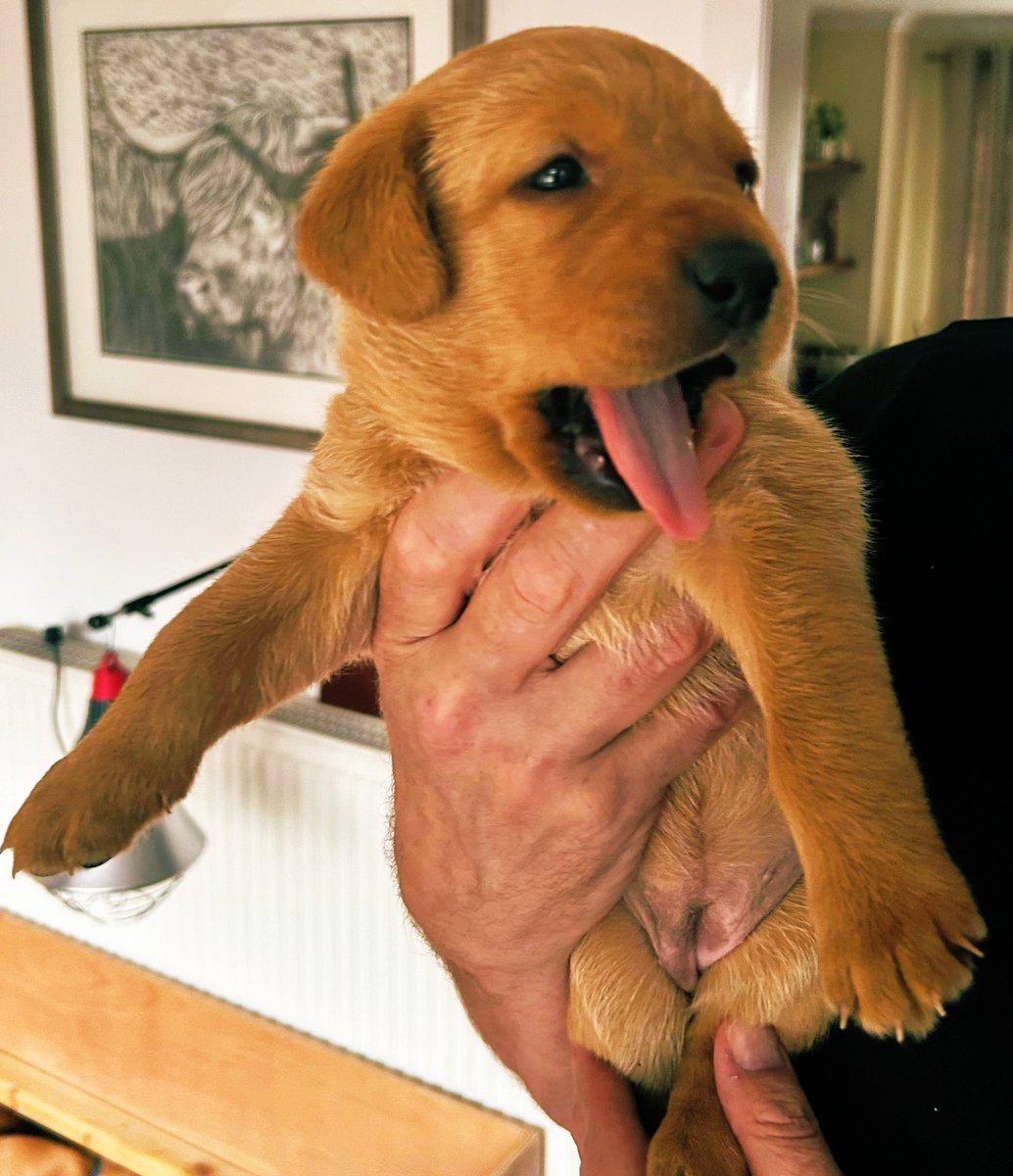 Countess Bathurst (@cotswoldladyb) on Twitter photo I’d like to introduce you to someone very special.
Meet ‘McCallynweir Lady Bathurst’ registered at the <a href="/TheKennelClubUK/">The Kennel Club</a> and born in Scotland.
This stunning, and more than delectable Labrador Puppy has been named after me and I am deeply honoured, as this young lady is destined I’d like to introduce you to someone very special.
Meet ‘McCallynweir Lady Bathurst’ registered at the <a href="/TheKennelClubUK/">The Kennel Club</a> and born in Scotland.
This stunning, and more than delectable Labrador Puppy has been named after me and I am deeply honoured, as this young lady is destined