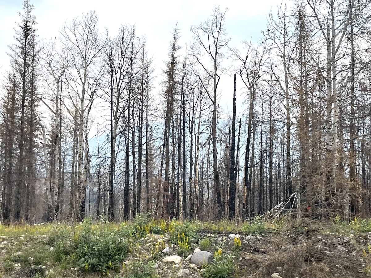 AzorcanGlobal's tweet image. My first time in Jasper since the fire.
Going south from the town it’s unbelievable to see remnants of the wildfire.