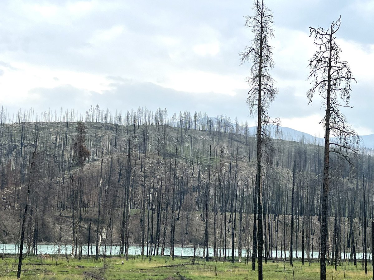 AzorcanGlobal's tweet image. My first time in Jasper since the fire.
Going south from the town it’s unbelievable to see remnants of the wildfire.