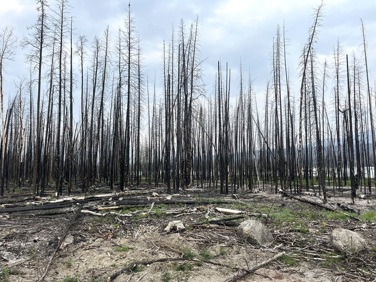 AzorcanGlobal's tweet image. My first time in Jasper since the fire.
Going south from the town it’s unbelievable to see remnants of the wildfire.