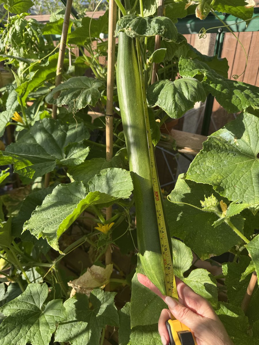 cookmandy's tweet image. 17” 🫣😂😳#gardentwitter #cucumber