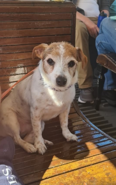 🆘16 JULY 2025 #Lost Missy Moo #ScanMe
Jack Russell Terrier Female. LEAD WAS ATTACHED.
Hanchurch Woods #Hanchurch #StokeOnTrent #Staffordshire #Staffs #ST4
doglost.co.uk/dog/199214