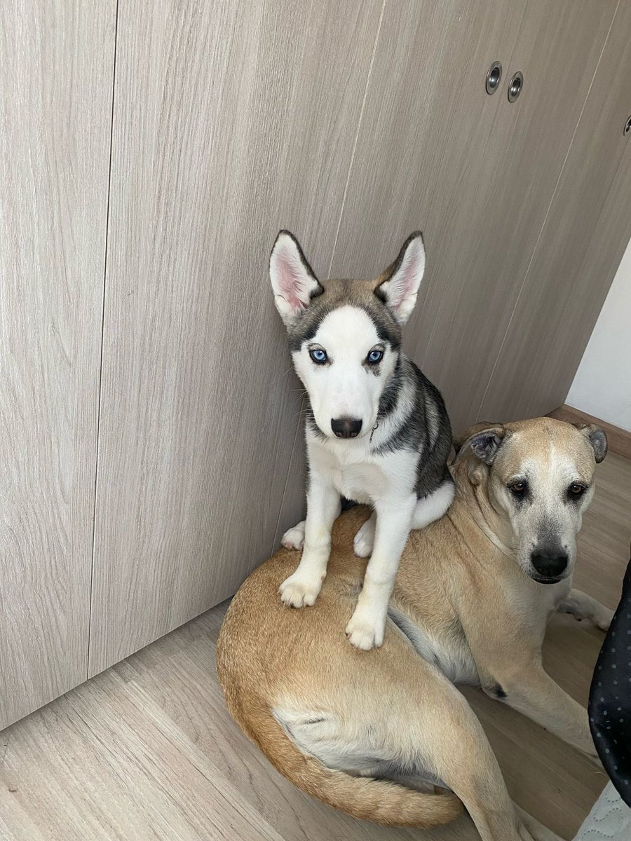 Que en ningun hogar falte un amigo de cuatro patas. Feliz Día Mundial del Perro a esos compañeros que nos llenan siempre de amor y alegría