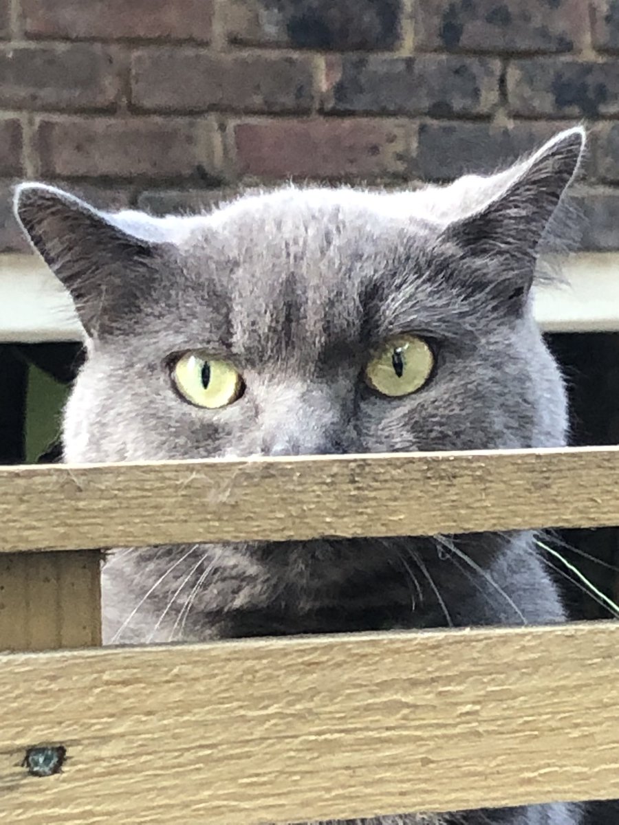 LissaKEvans's tweet image. Watson on his usual walk, happily oblivious to the surveillance team: