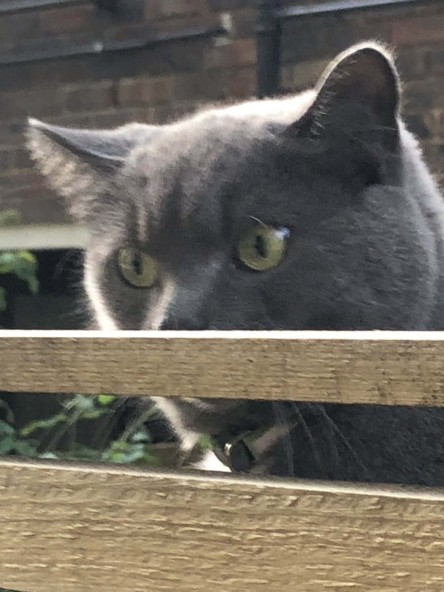 LissaKEvans's tweet image. Watson on his usual walk, happily oblivious to the surveillance team: