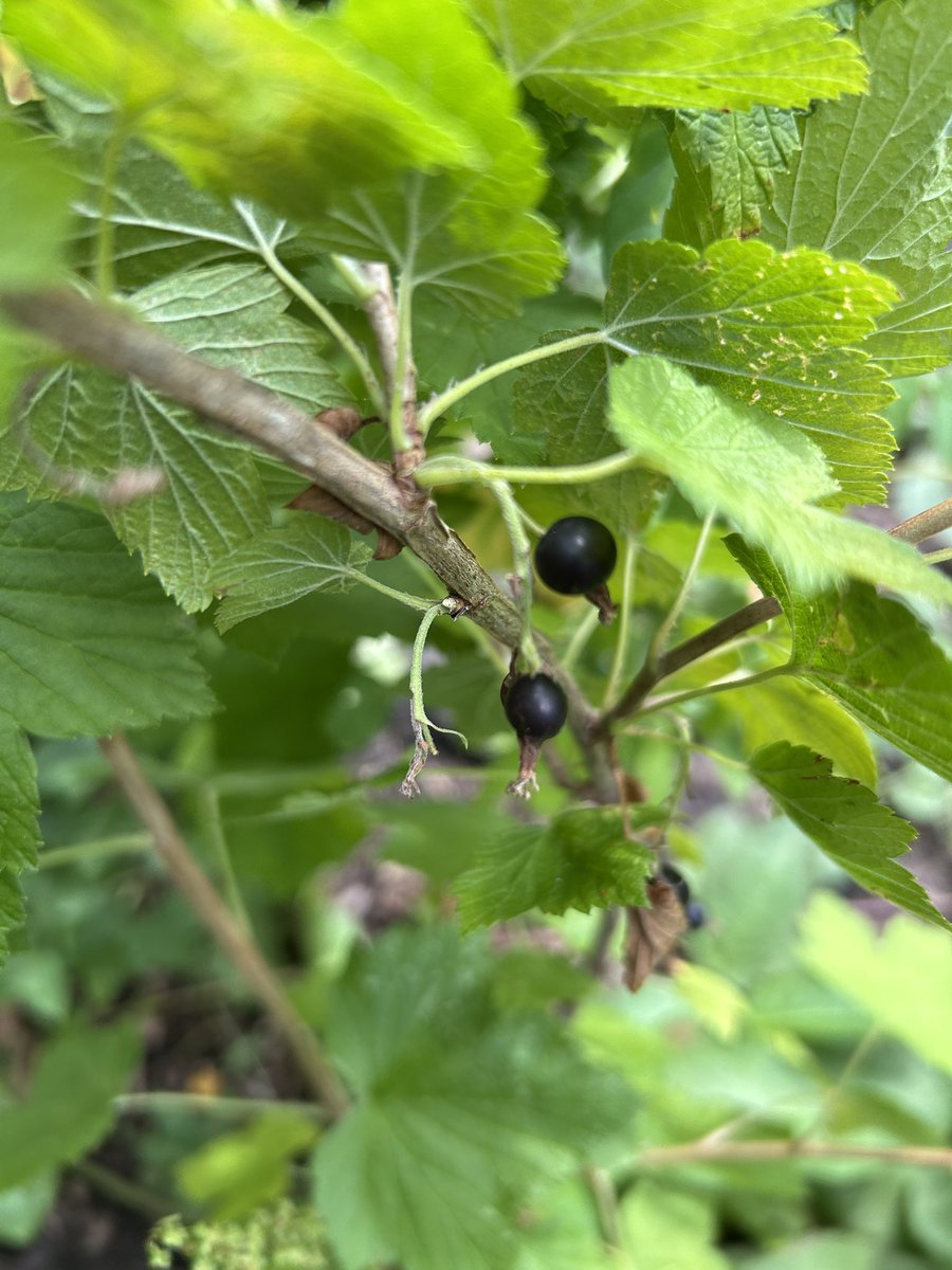 stewartwaine's tweet image. American species of currant , I forgot who sent me seeds of this one