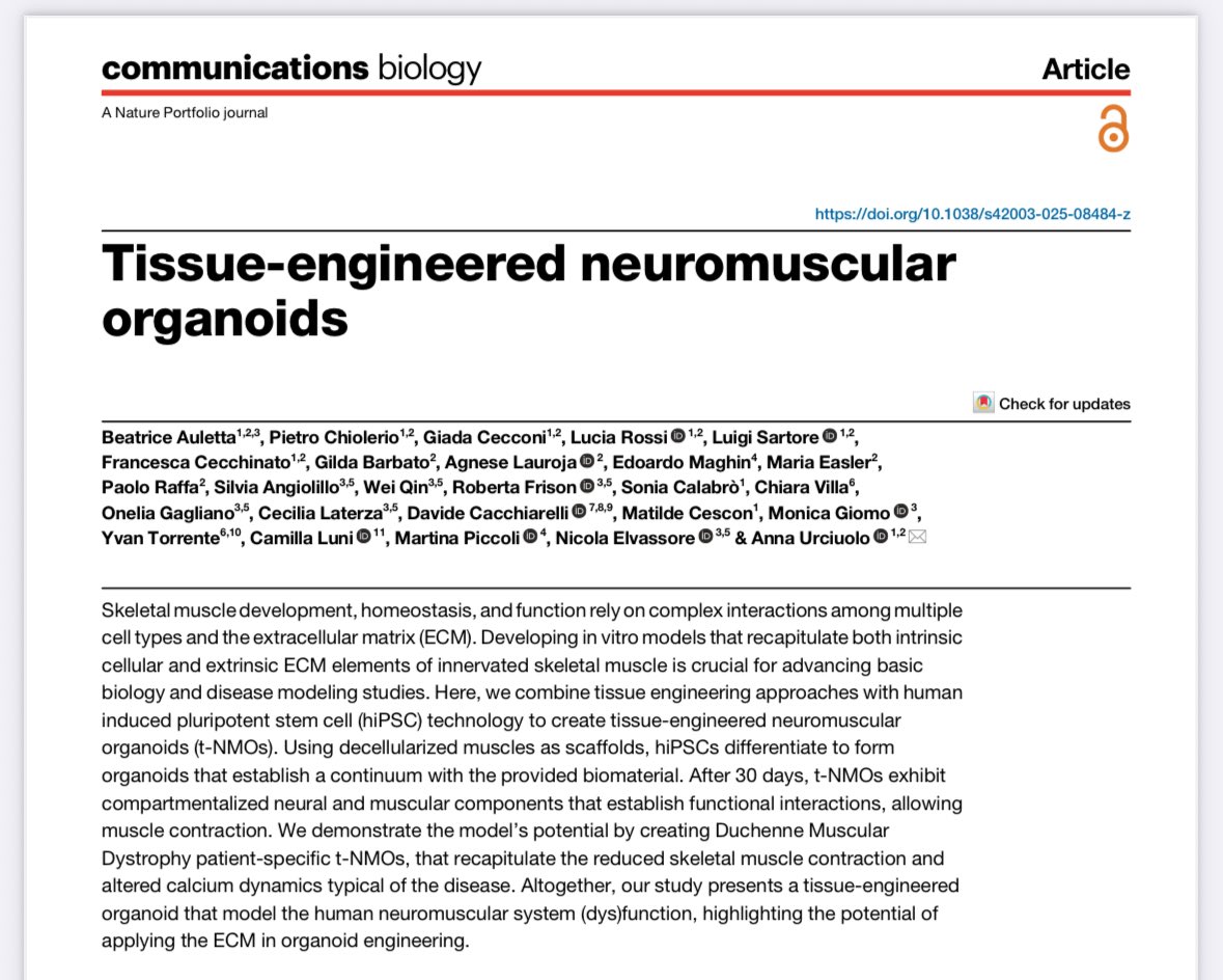 Urciuolo_Lab (@urciuololab) on Twitter photo Just published! 🎉 We engineered functional neuromuscular organoids (t-NMOs) from hiPSCs using skeletal muscle ECM to study human muscle function and disease in vitro!
nature.com/articles/s4200…
<a href="/DMM_Unipd/">Dipartimento di Medicina Molecolare DMM - Unipd</a> <a href="/cittadlsperanza/">Fondazione Città della Speranza</a>
#Organoids #TissueEngineering #Neuromuscular #DMD #hiPSC Just published! 🎉 We engineered functional neuromuscular organoids (t-NMOs) from hiPSCs using skeletal muscle ECM to study human muscle function and disease in vitro!
nature.com/articles/s4200…
<a href="/DMM_Unipd/">Dipartimento di Medicina Molecolare DMM - Unipd</a> <a href="/cittadlsperanza/">Fondazione Città della Speranza</a>
#Organoids #TissueEngineering #Neuromuscular #DMD #hiPSC