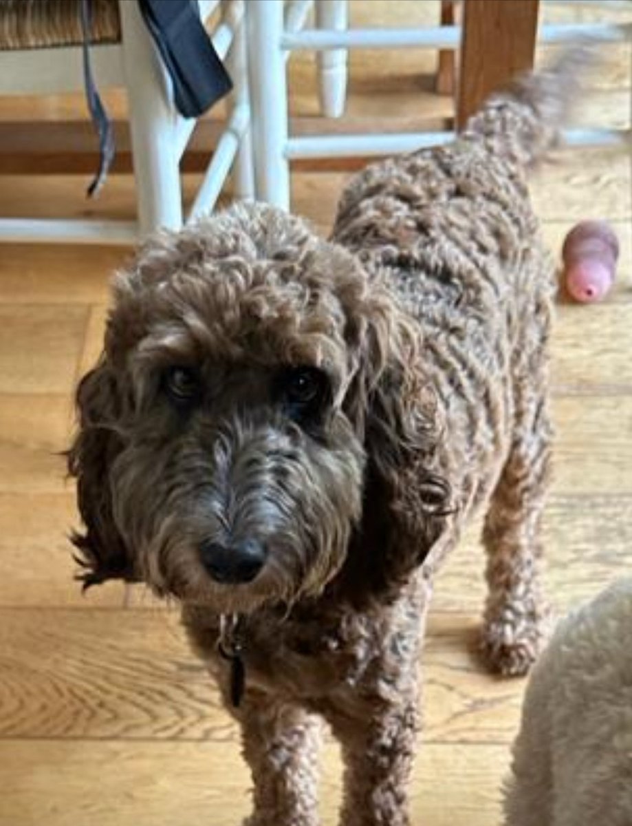 🆘21 JULY 2025 #Lost Archie #ScanMe
Brown, Black &amp; White Patches Cockerpoo Male
#A355 #Beaconsfield #Buckinghamshire #HP9
doglost.co.uk/dog/199209