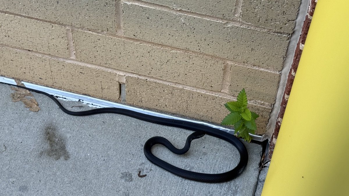 I think he just wanted a biscuit <a href="/Bojangles/">Bojangles</a> #BoTime #SNAKES Can’t blame him!