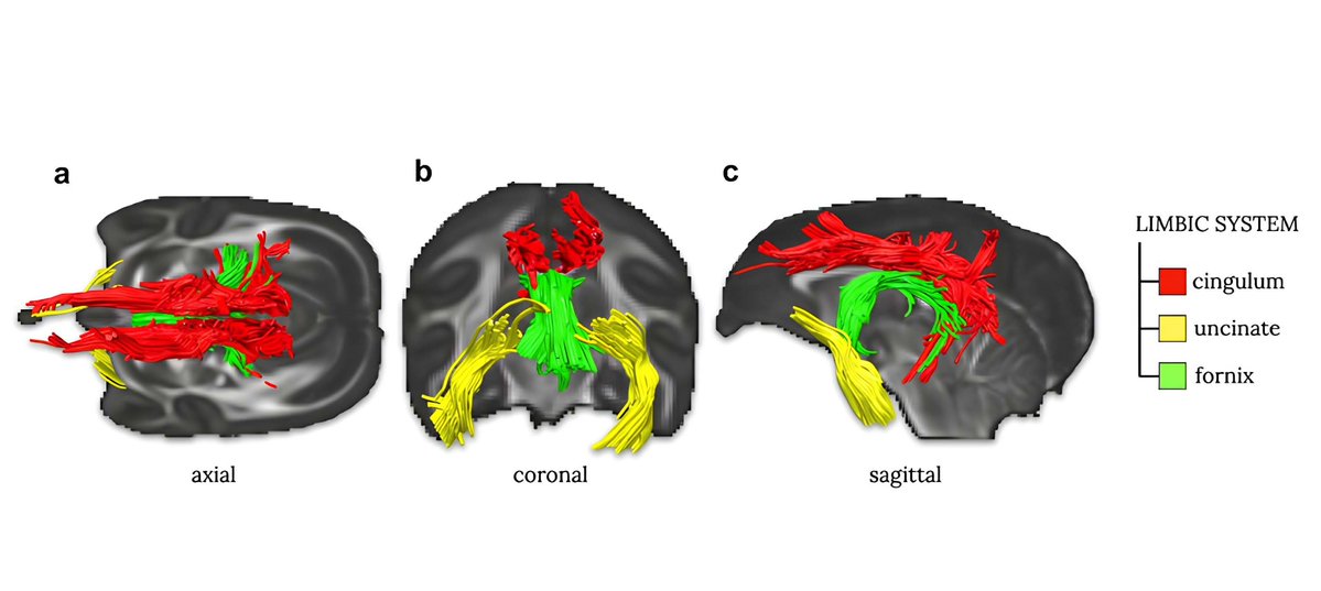 SfNJournals's tweet image. New in #JNeurosci from Royo @MichelTdS et al: The neuroanatomy of social dominance and aggression may be evolutionarily conserved in human and nonhuman primates. doi.org/10.1523/JNEURO…