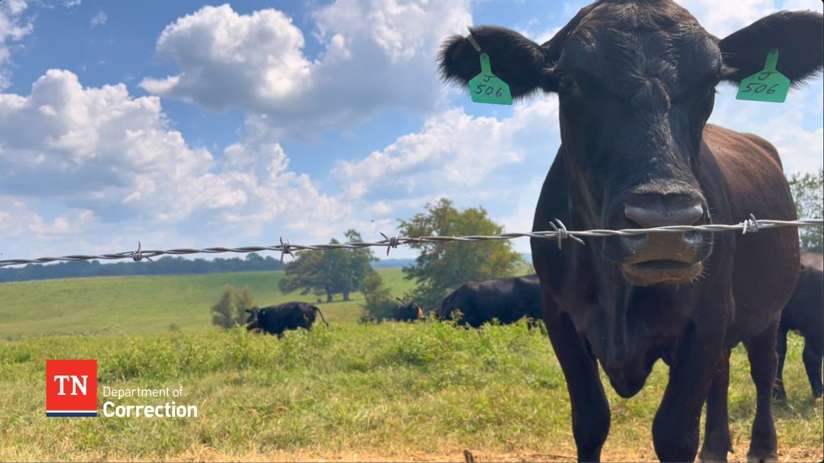 Governor Bill Lee declared July Beef Month in Tennessee, and the TRICOR Cattle Farm at the Bledsoe County Correctional Complex provides hands-on training in animal care, land management, and equipment operation, prepping inmates for a career in the beef industry upon release.