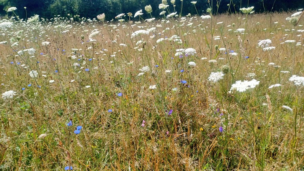 FavColour_Green's tweet image. Thank you @NFFNUK for hosting a hedge/IPM/butterfly day, and lovely to chat #teamhedge @CooperBeth