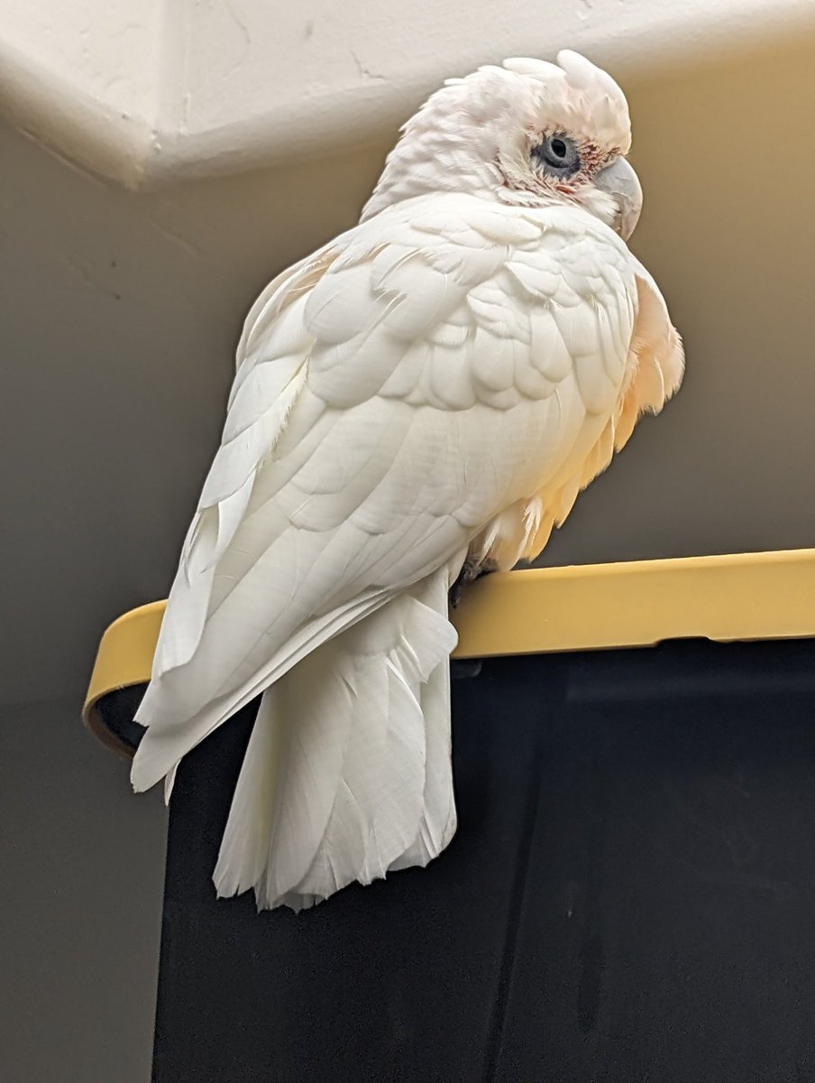 We found this little birds' owner. Its name is Mumbles. They thought he was a goner but he survived and is now reunited with his two mommies down the road. He's 13 years old and he stole our hearts.