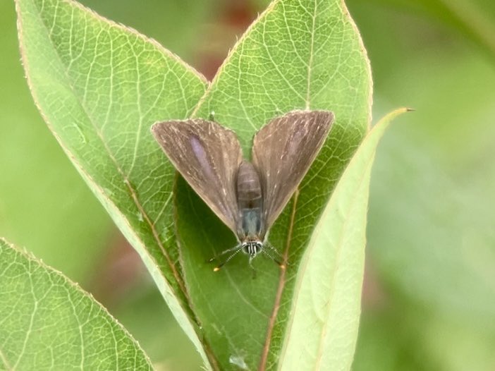 DavidWalsh22's tweet image. Haven’t left the house today, with the most rain in a 24 hour period I can ever remember. Lots of admin done! One unexpected bonus was the arrival of a Purple Hairstreak during a dry window, a first ever and a real surprise! Phone scoped from a bedroom window.