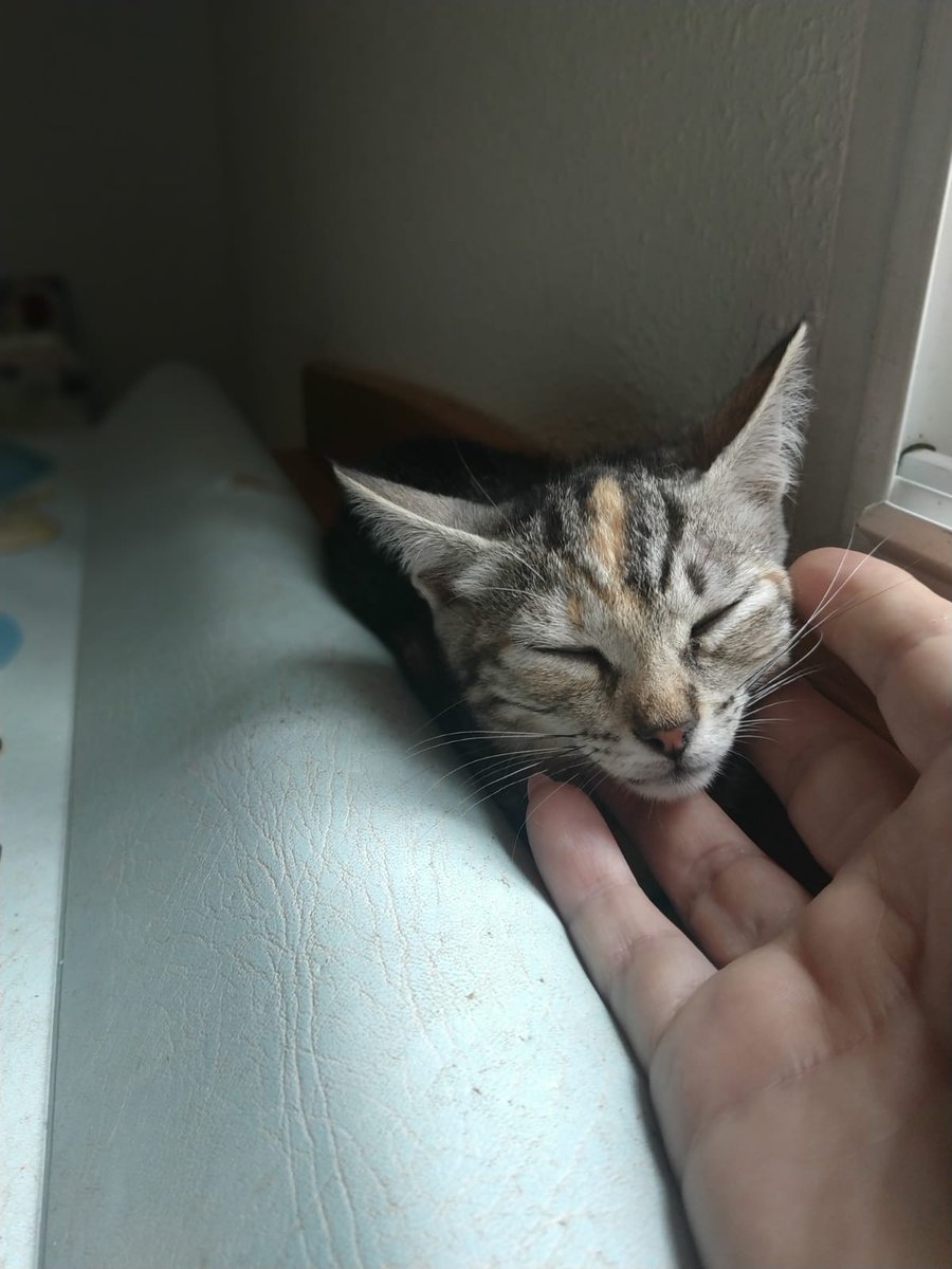 4catsVLC's tweet image. Necesitamos acogida!!! 🆘🆘🆘
Winnie Pooh y Kiara necesitan algo más estable a partir de julio.
Tienen 2 meses y están testados y vacunados ❤️
En #Valencia o alrededores, contacto 678 34 76 73
Si no puedes acoger / adoptar, te agradecemos difusión!
#AdoptaNoCompres #gatitos