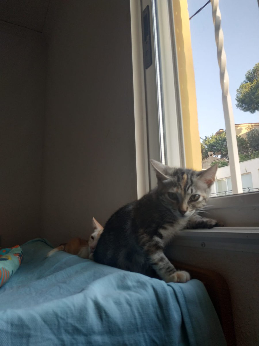 4catsVLC's tweet image. Necesitamos acogida!!! 🆘🆘🆘
Winnie Pooh y Kiara necesitan algo más estable a partir de julio.
Tienen 2 meses y están testados y vacunados ❤️
En #Valencia o alrededores, contacto 678 34 76 73
Si no puedes acoger / adoptar, te agradecemos difusión!
#AdoptaNoCompres #gatitos