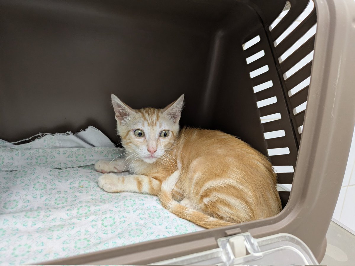 4catsVLC's tweet image. Necesitamos acogida!!! 🆘🆘🆘
Winnie Pooh y Kiara necesitan algo más estable a partir de julio.
Tienen 2 meses y están testados y vacunados ❤️
En #Valencia o alrededores, contacto 678 34 76 73
Si no puedes acoger / adoptar, te agradecemos difusión!
#AdoptaNoCompres #gatitos