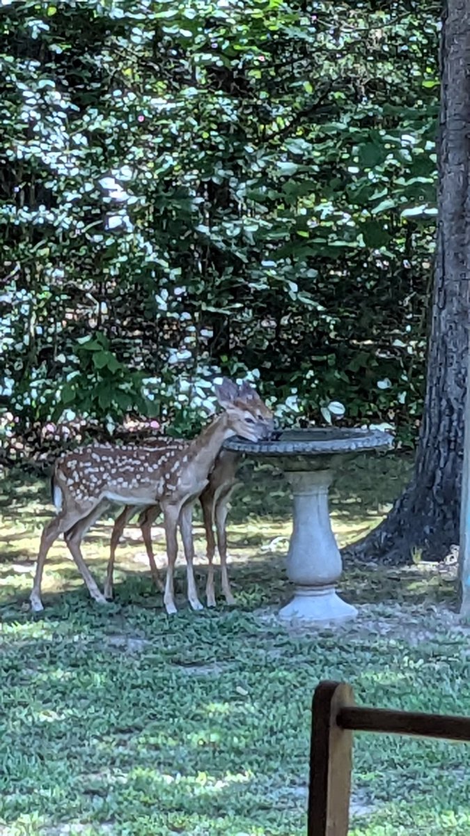 sharpmrs's tweet image. It’s so hot in Arkansas the deer are drinking water from the bird bath!