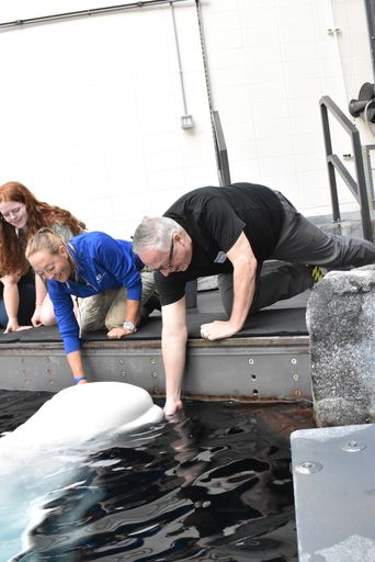 ronmarz's tweet image. There's a much longer, complex discussion to be had about the ethics of zoos and aquariums, especially for intelligent species like whales. I'm conflicted. But having an encounter -- a real moment -- with another intelligent being, was powerful and moving. Thank you, Maple.