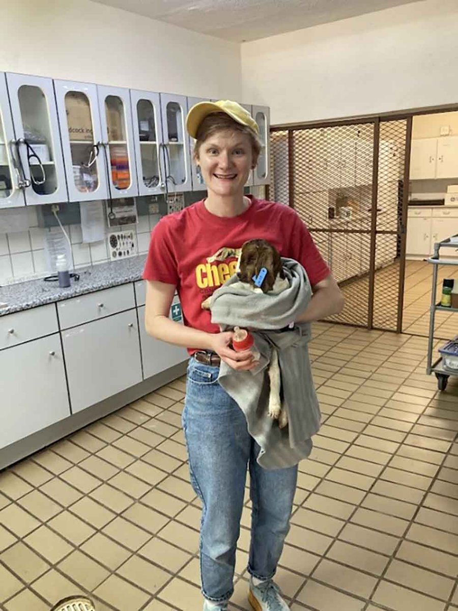 CCFCheetah's tweet image. Have you ever wondered what it's like to be a #veterinary intern at Cheetah Conservation Fund (CCF) in Namibia?
Read on to find out!
cheetah.org/ccf-blog/inter…