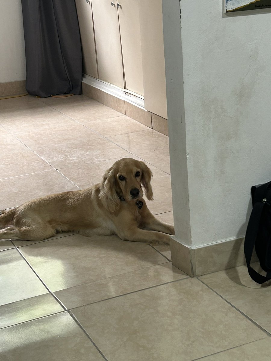 Feliz día mundial del perro 🐶🐾🥰