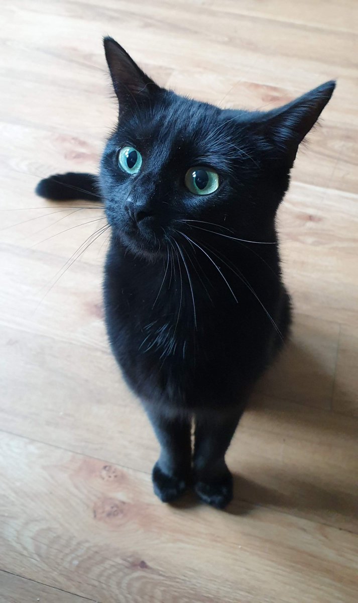 Gammitin's tweet image. The "I Smell Cheese!" Face
{ #VoidCat | #BlackCat | #Binx }