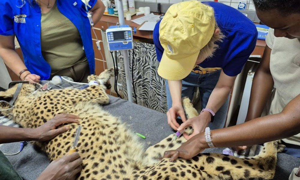 CCFCheetah's tweet image. Have you ever wondered what it's like to be a #veterinary intern at Cheetah Conservation Fund (CCF) in Namibia?
Read on to find out!
cheetah.org/ccf-blog/inter…