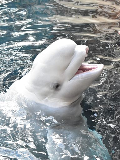 ronmarz's tweet image. There's a much longer, complex discussion to be had about the ethics of zoos and aquariums, especially for intelligent species like whales. I'm conflicted. But having an encounter -- a real moment -- with another intelligent being, was powerful and moving. Thank you, Maple.