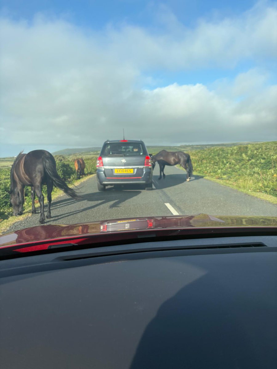 __LeftistVegan's tweet image. Just Cornwall things 😊