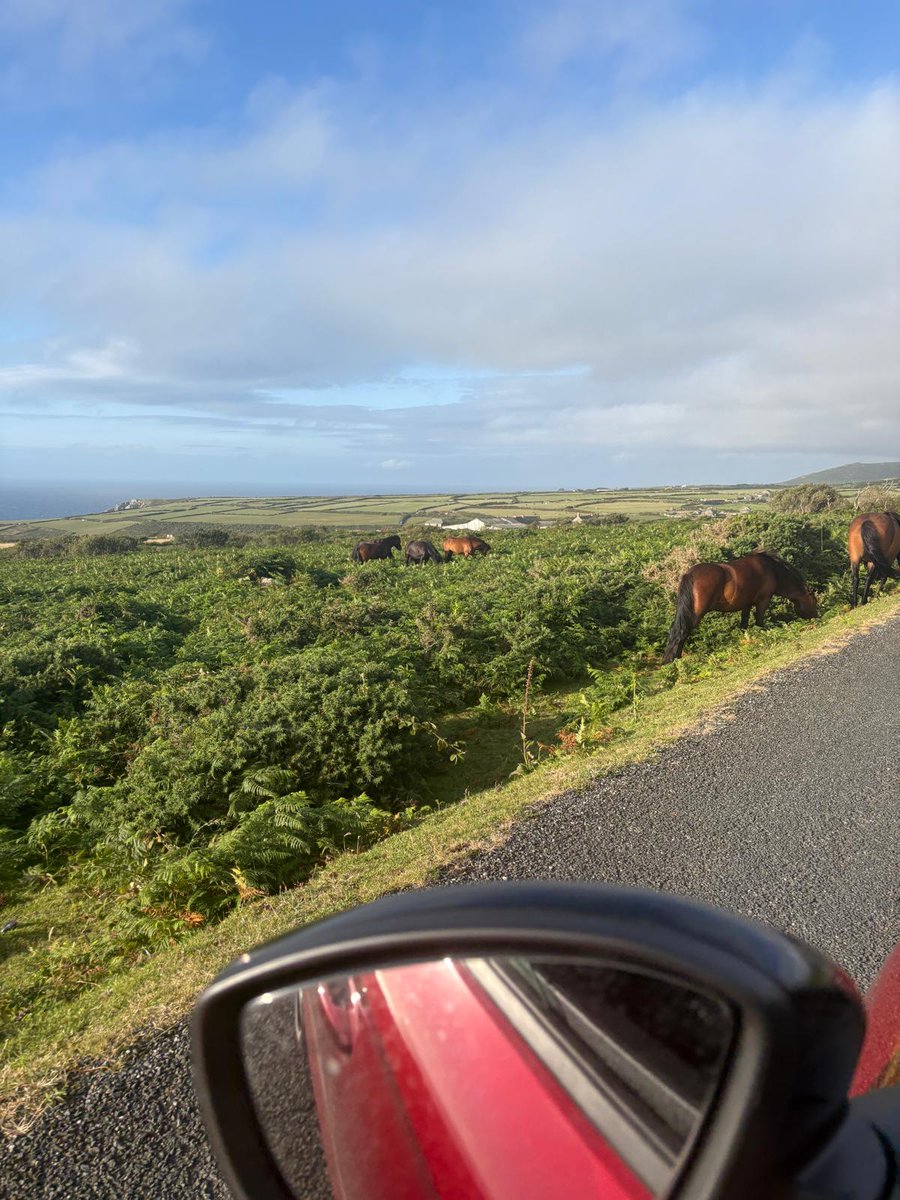 __LeftistVegan's tweet image. Just Cornwall things 😊