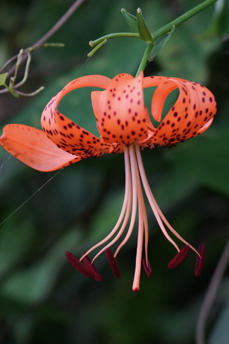 takecyanful's tweet image. 7/22 火曜日 🌦️ 25℃
🌱 おはようございます🌱
ーーーーーーーーーーーー
Good morning everyone
ーーーーーーーーーーーー
🌱🌸🌱