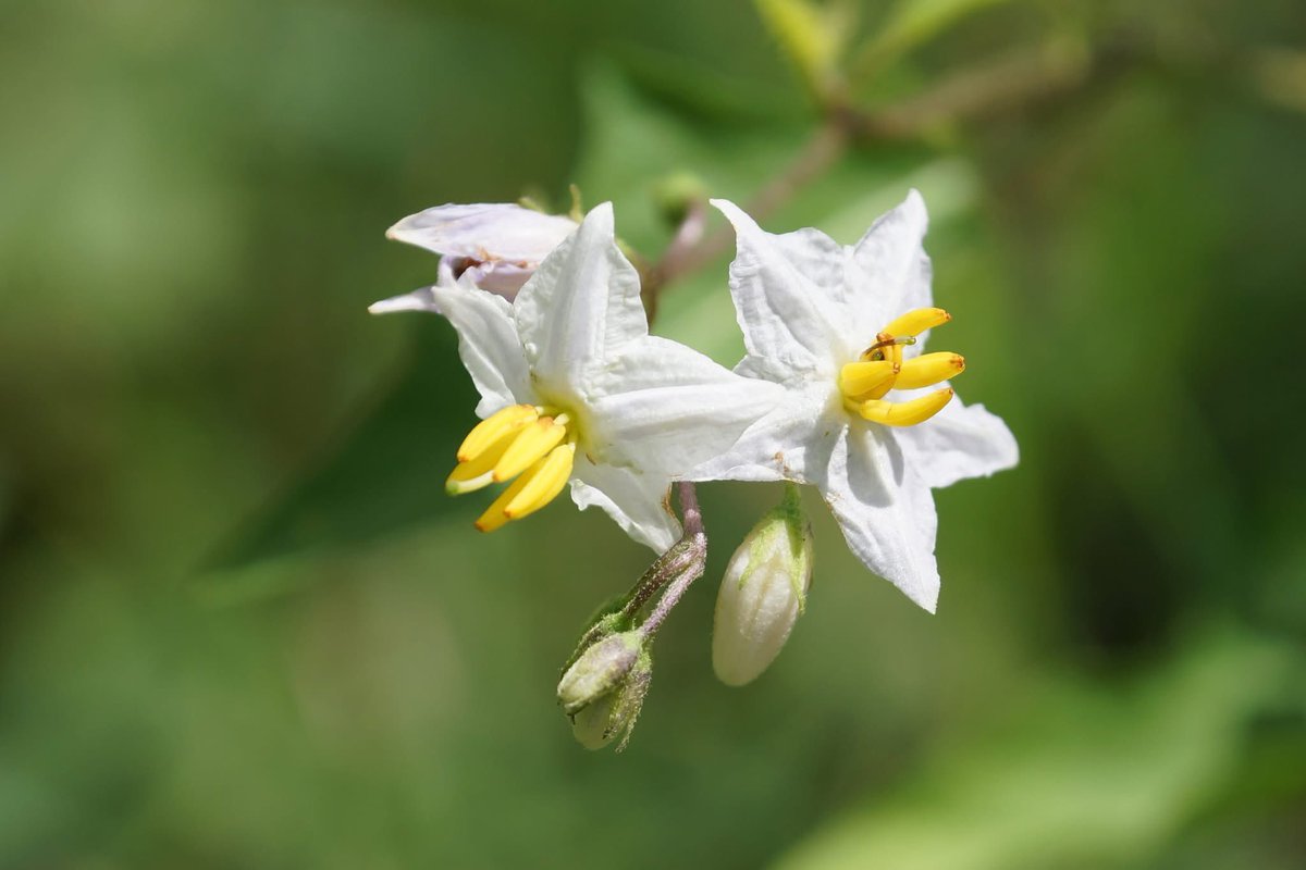 takecyanful's tweet image. 7/22 火曜日 🌦️ 25℃
🌱 おはようございます🌱
ーーーーーーーーーーーー
Good morning everyone
ーーーーーーーーーーーー
🌱🌸🌱