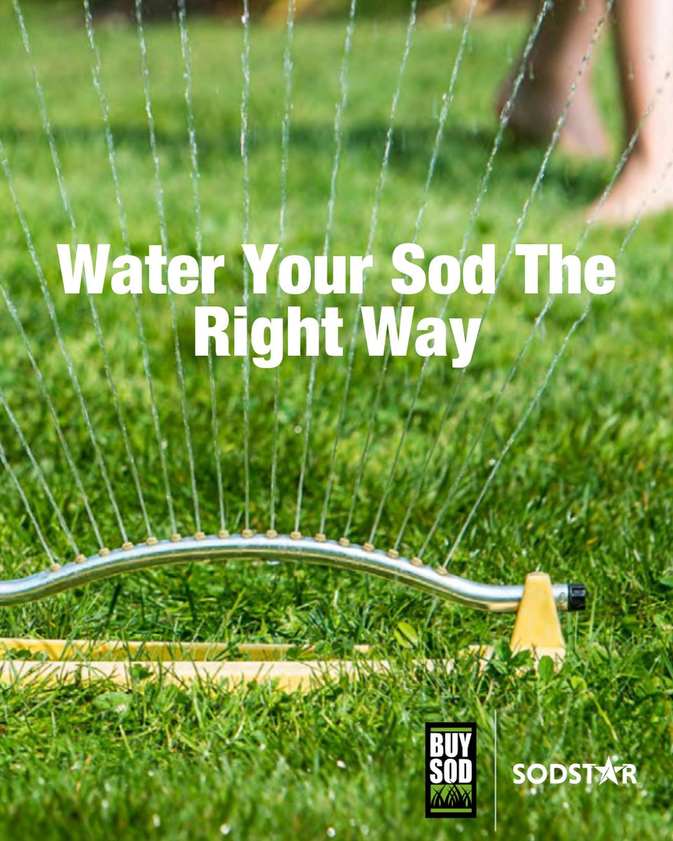 BuySodTurf's tweet photo. Watering your new sod the right way = healthy, thriving turf.
From day one to full establishment, our step-by-step watering guide has you covered. Start here ➡️ https://t.co/MLNroKGBaH
#turfcare #turfgrass #lawncare #watertips #protips https://t.co/pBQn2ANgJb