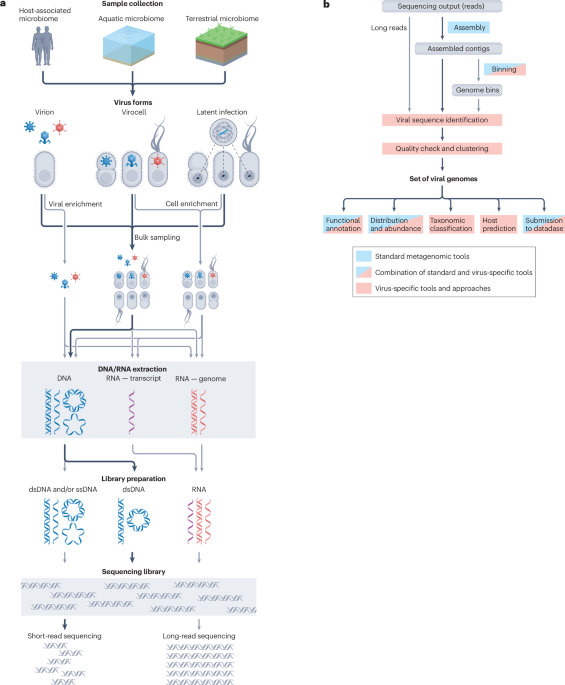 NatureRevGenet's tweet image. New online! Viromics approaches for the study of viral diversity and ecology in microbiomes bit.ly/4lE3RjN