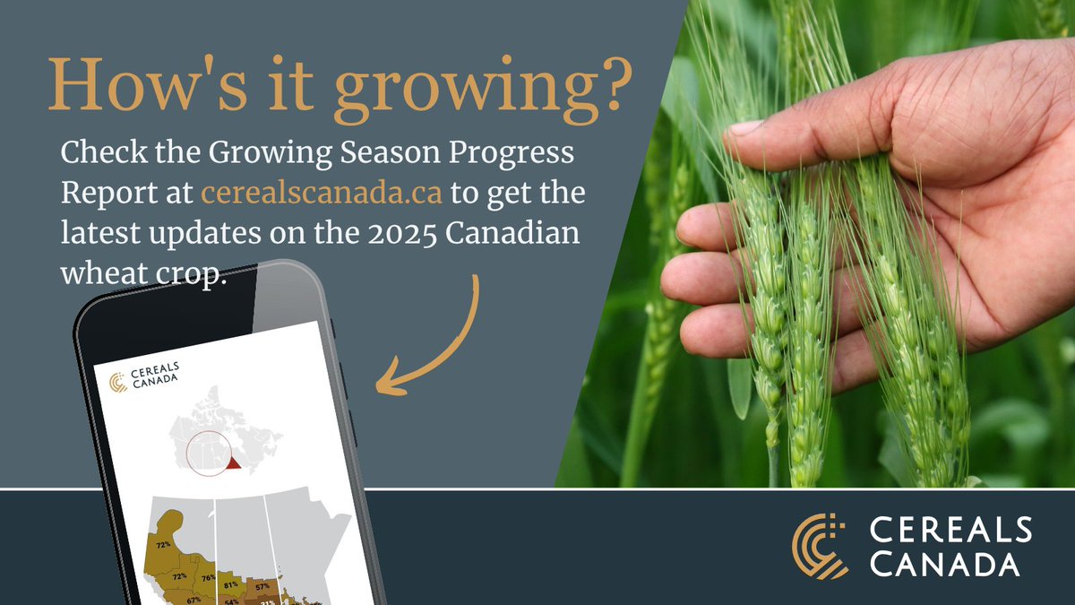 Our latest update is now live! 🌾Crop conditions across the Prairies vary by region due to uneven rainfall. Producers are hoping for continued precipitation to help with crop development and replenish soil moisture levels. Learn more: cerealscanada.ca/growing-season…