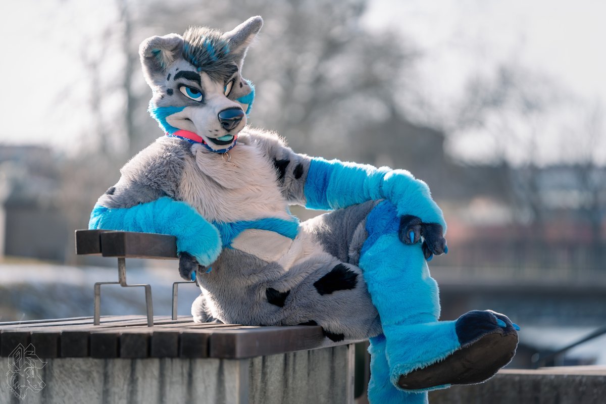 RahneKallon's tweet image. Come sit and enjoy the scenery with a wolfdog 😉 #MFYMonday
📷:@vlaaacek