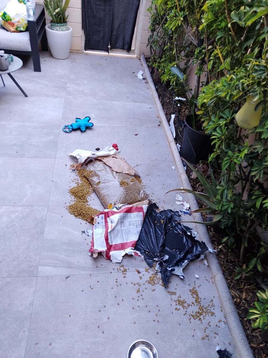 julymed08's tweet image. Dos veces hemos pedido la comida para nuestros pájaros por @AmazonHelp y las dos veces @CorreosExpress la ha tirado por la terraza y así ha quedado.
No sé, igual y la tercera ya tocan a la puerta y nos la entregan en la mano.