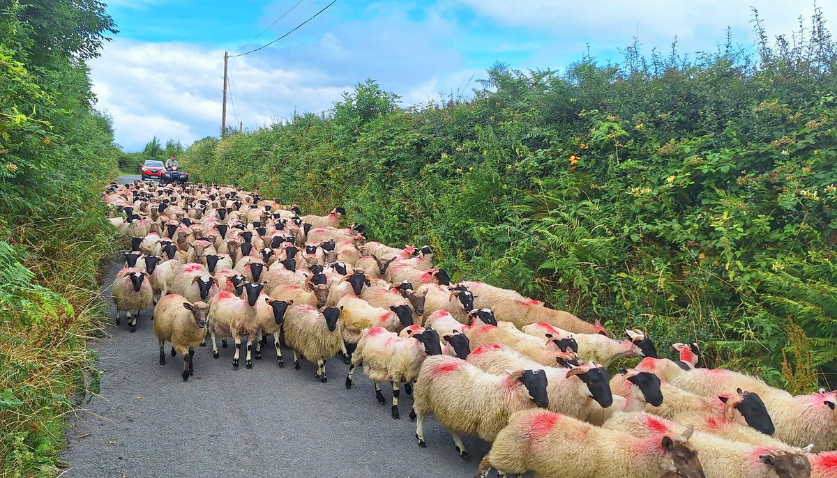 patrickkenealy's tweet image. Huge traffic jams around the Comeragh Mountains, Co Waterford today! @ancienteastIRL @barrabest @deric_tv @DiscoverIreland @discoverirl @Failte_Ireland @welovewaterford @VisitWaterford @WaterfordANDme @WaterfordPocket @WaterfordGrnWay @GoToIreland @DungarvanTIO @welovewaterford