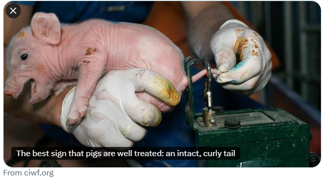 ethicalfarmIE's tweet image. Tail docking was banned over 30 years ago yet over 99% of Irish pigs have docked tails. It is permitted when there has been an outbreak of tail biting but only for a specified period of time and for a defined group of pigs. It is illegal to dock tails continuously, but that is…