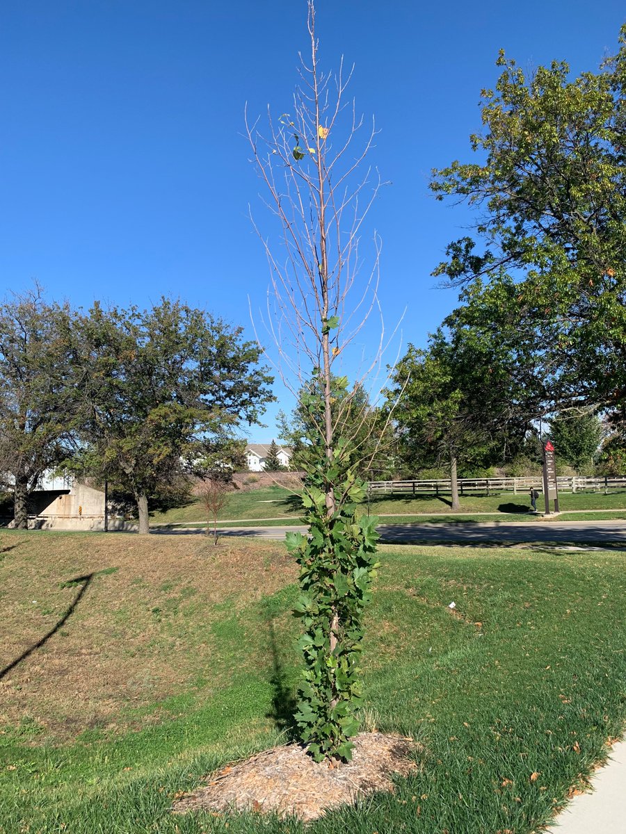 ISU_YardGarden's tweet image. After planting a new tree, sometimes you will see decline, dieback, or even death of the young tree. When trying to determine the primary cause of the problem, several factors need to be given consideration.
Decline of Newly Planted Trees article: go.iastate.edu/86QQ1J