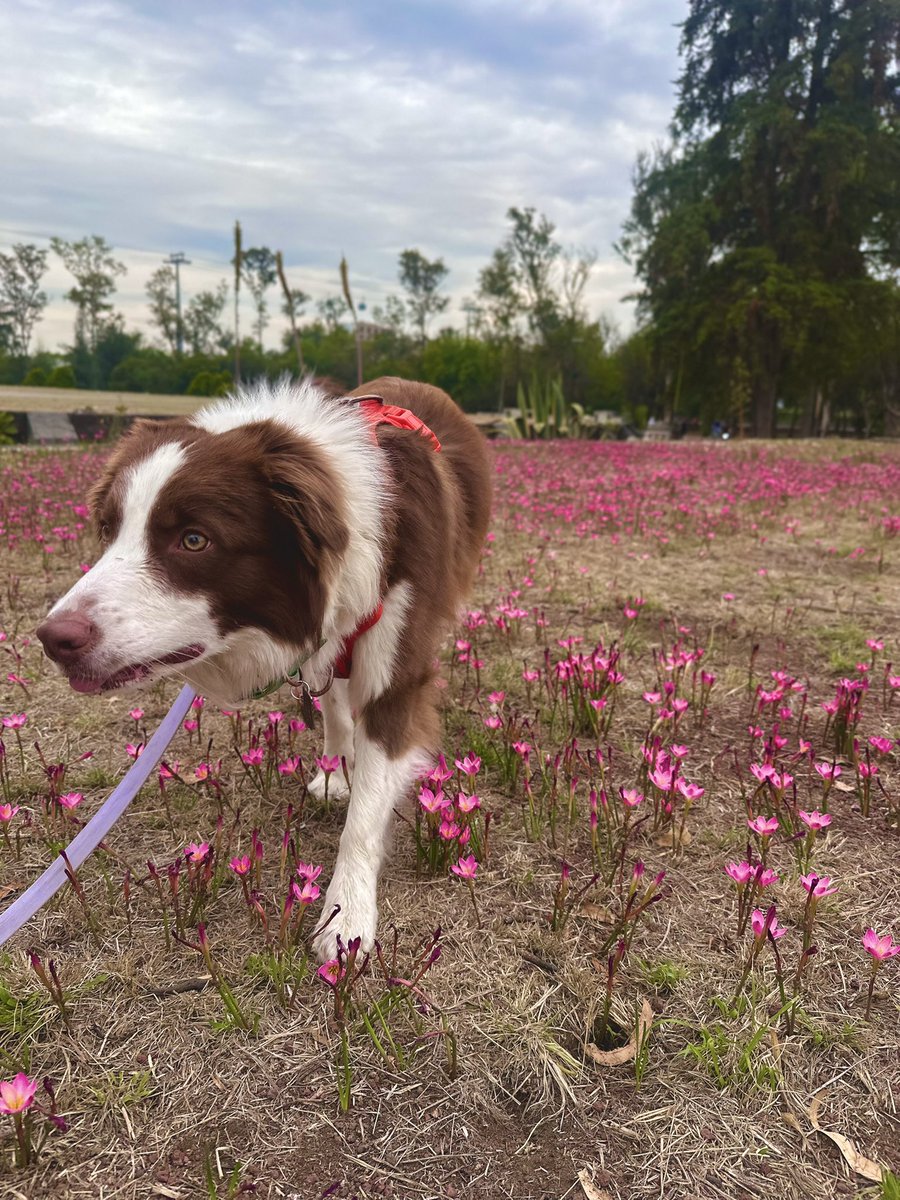 marllo__'s tweet photo. #diadelperromd 💜 https://t.co/fAaISsSNqi