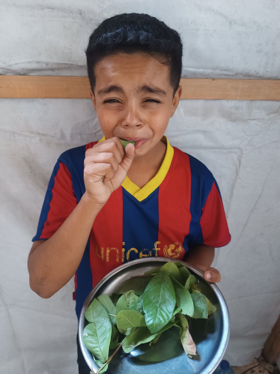 eslamomkhader's tweet image. This is the reality of Gaza’s children.
This is their "food"... these tree leaves will become the food of Gaza's people.
Your support is not for luxury, it’s for survival.
Please, do anything to make our voices reach the whole world.
chuffed.org/project/eslamo…