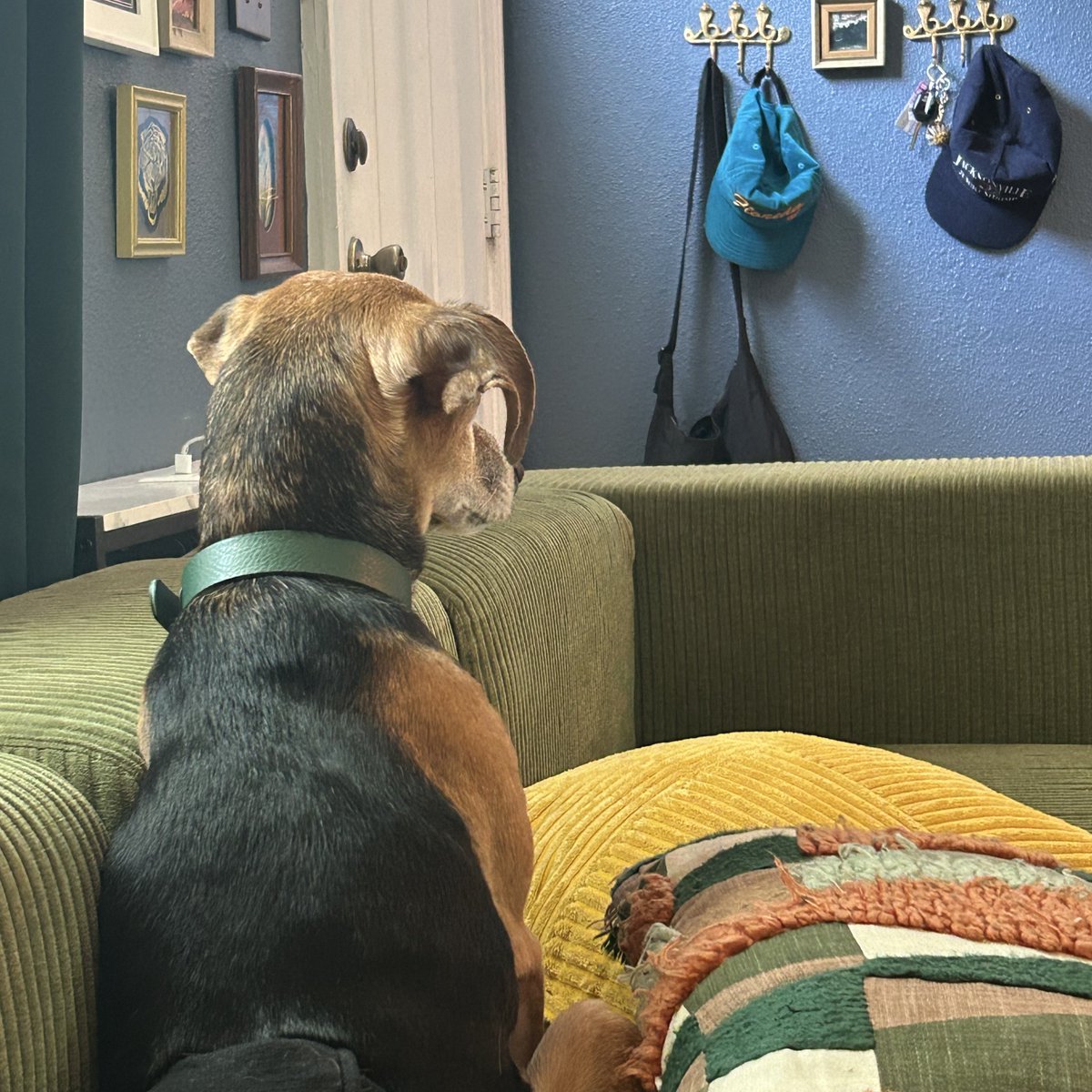 daisy “dan goose” tackett tweet media